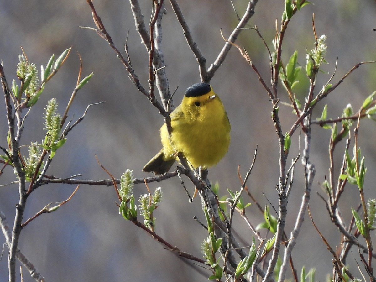 Wilson's Warbler - ML620732856