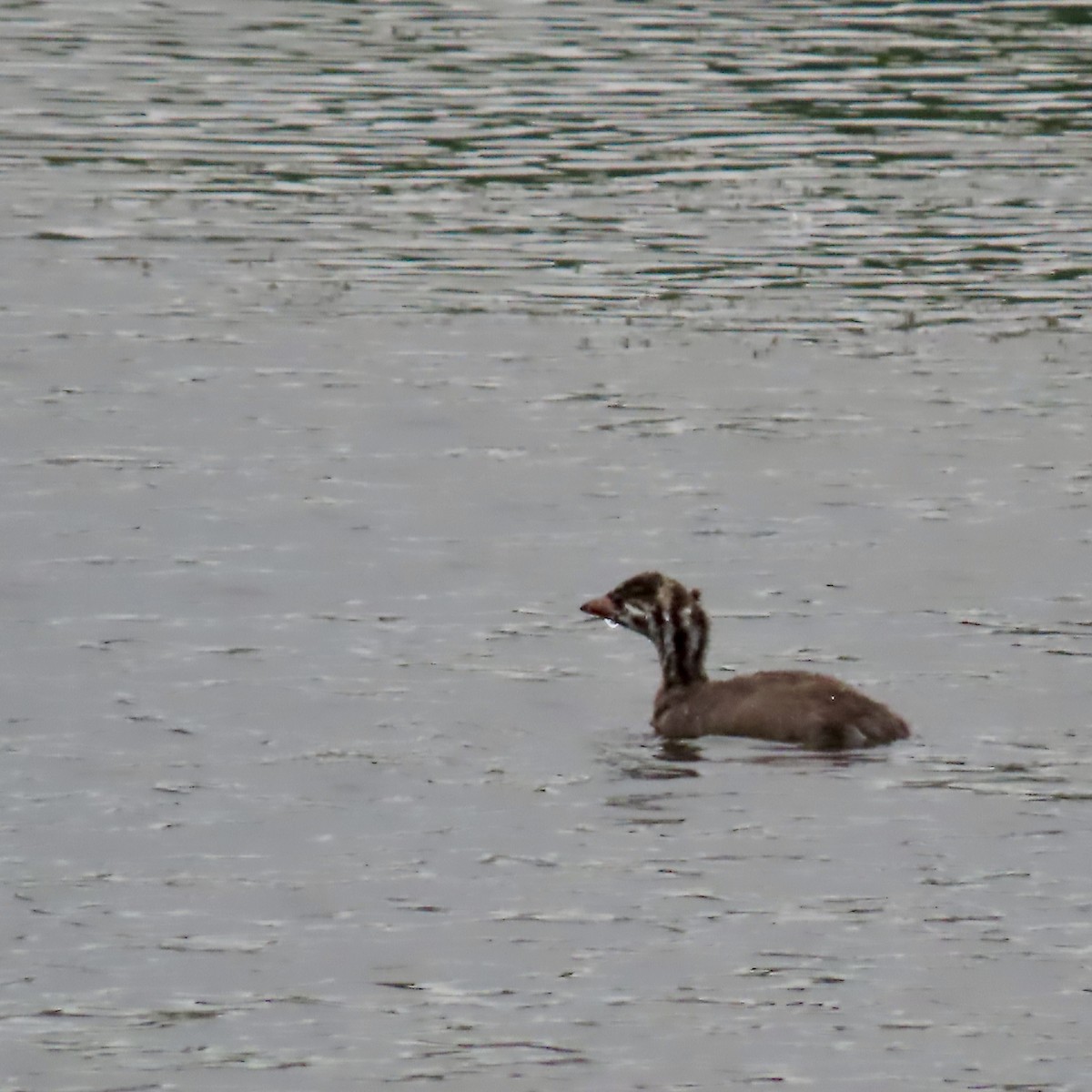 Pied-billed Grebe - ML620732860