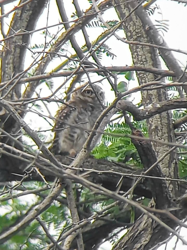 Spotted Owlet - ML620732861