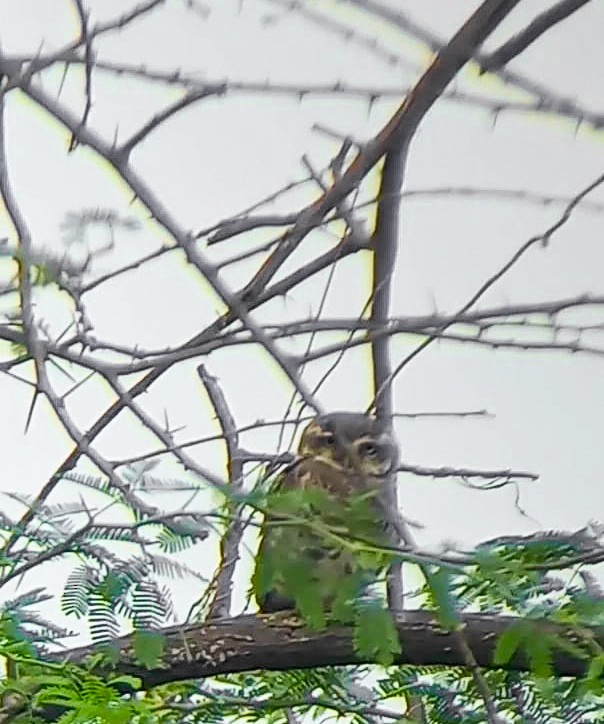 Spotted Owlet - ML620732862