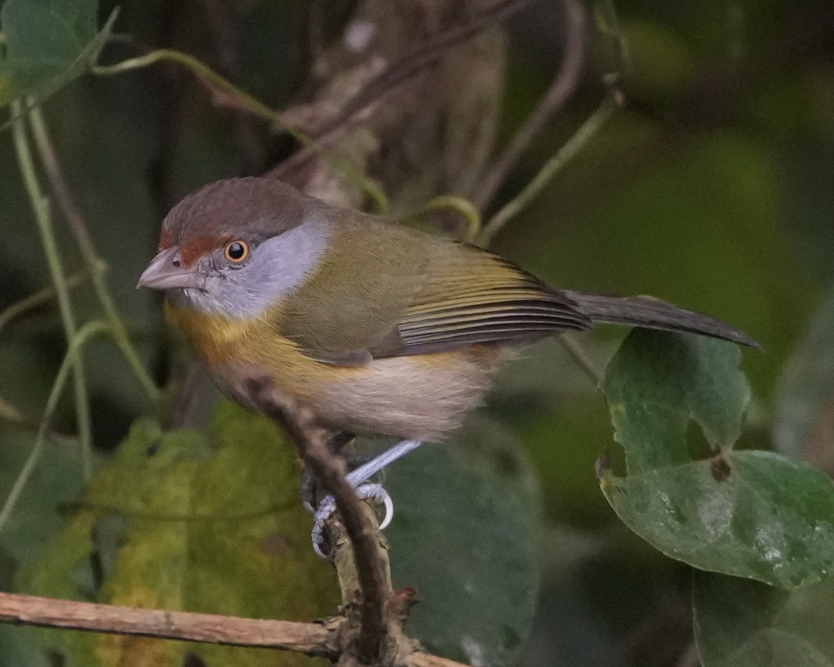 Rufous-browed Peppershrike - Charlene Fan