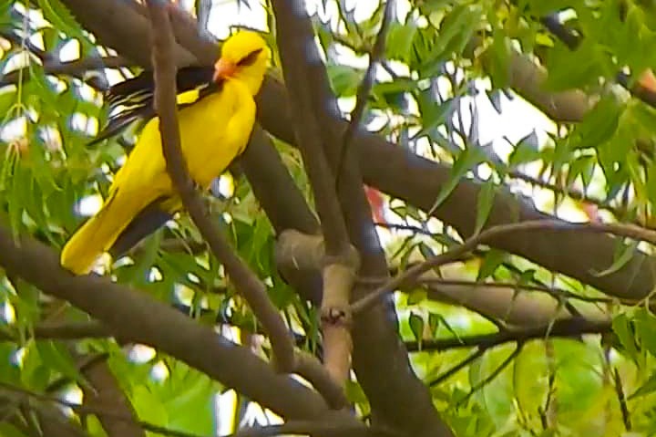 Indian Golden Oriole - ML620732864
