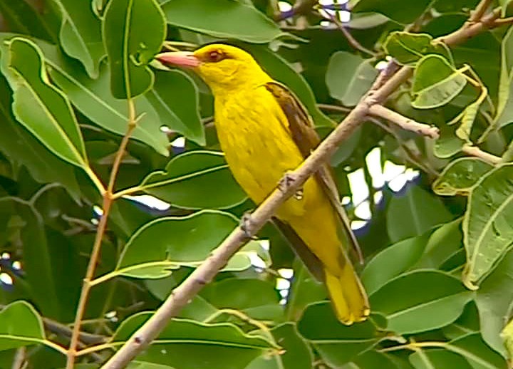 Indian Golden Oriole - ML620732865