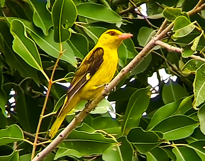 Indian Golden Oriole - ML620732866