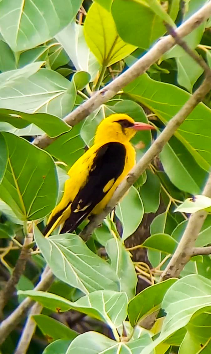 Indian Golden Oriole - ML620732867