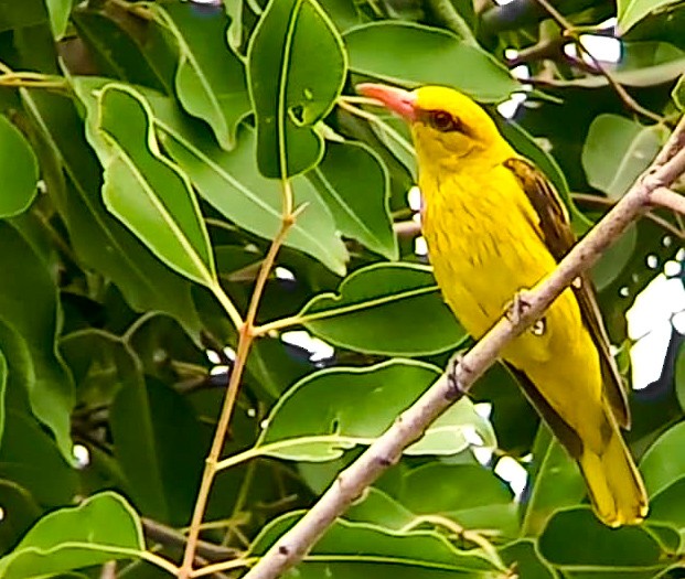 Indian Golden Oriole - ML620732868