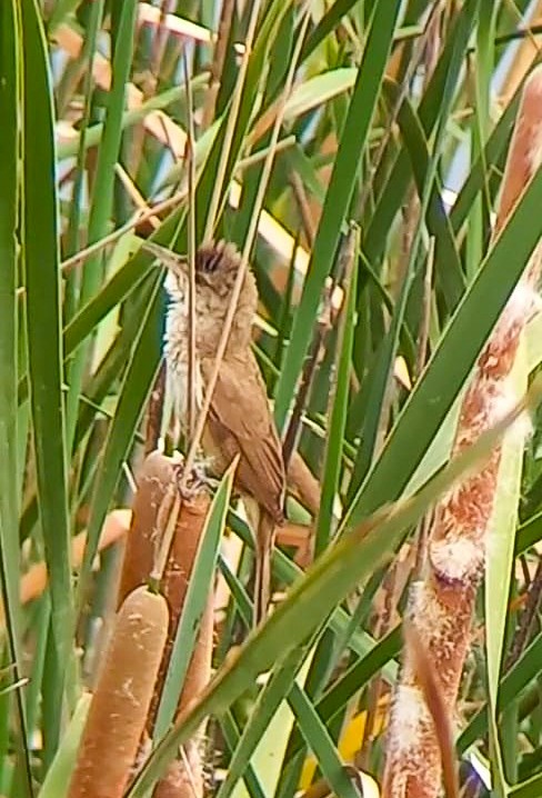 Clamorous Reed Warbler - ML620732870