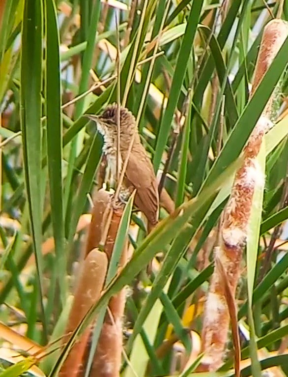 קנית אפריקנית - ML620732871