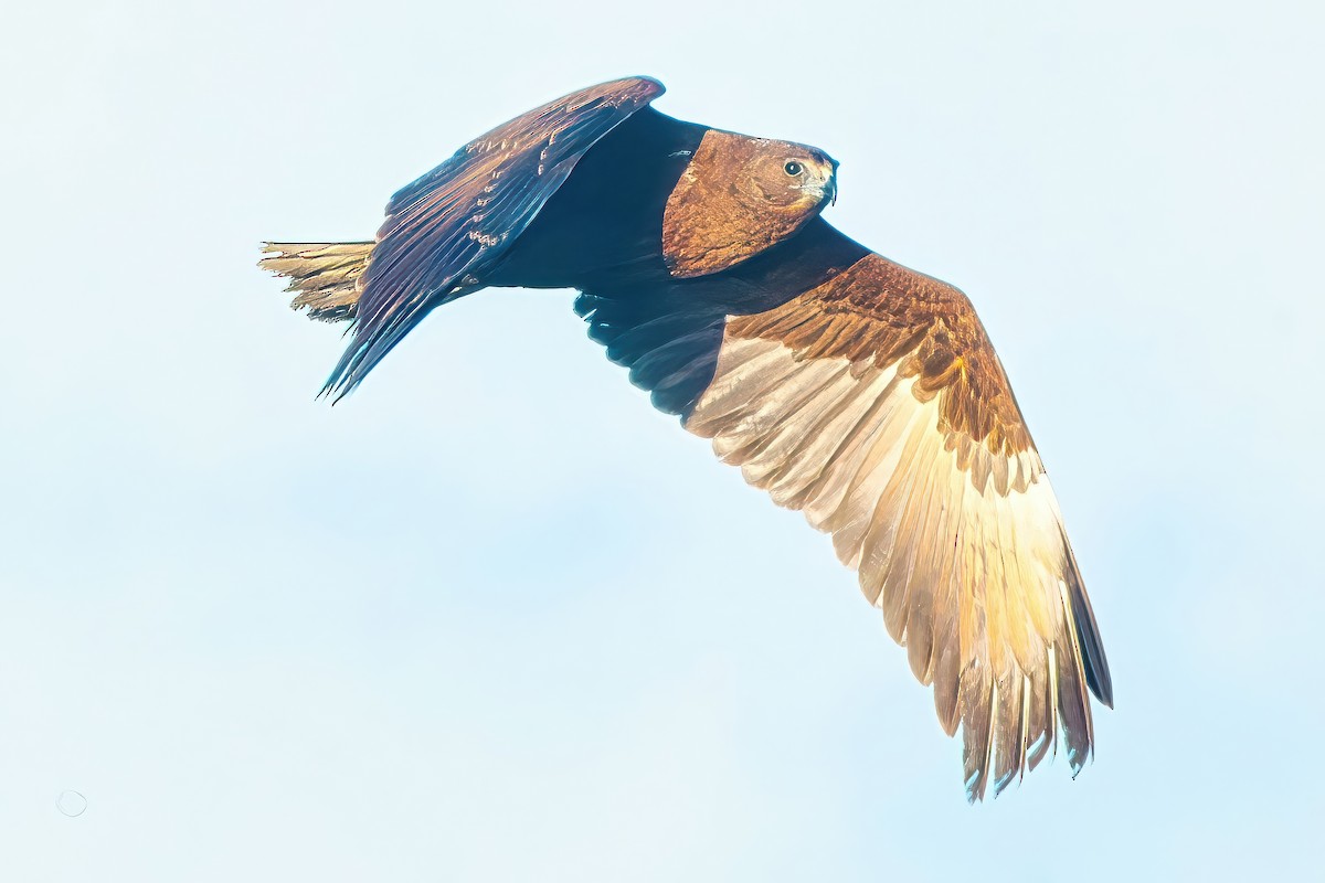 Swamp Harrier - ML620732872