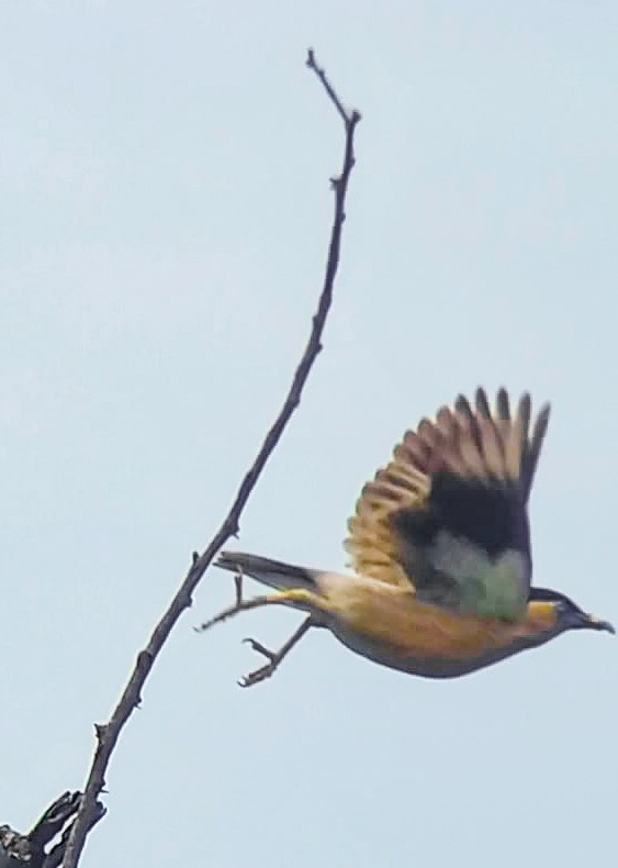 Brahminy Starling - ML620732876