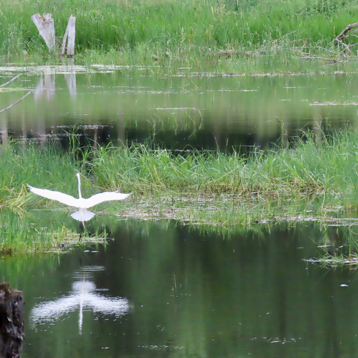 Great Egret - ML620732878