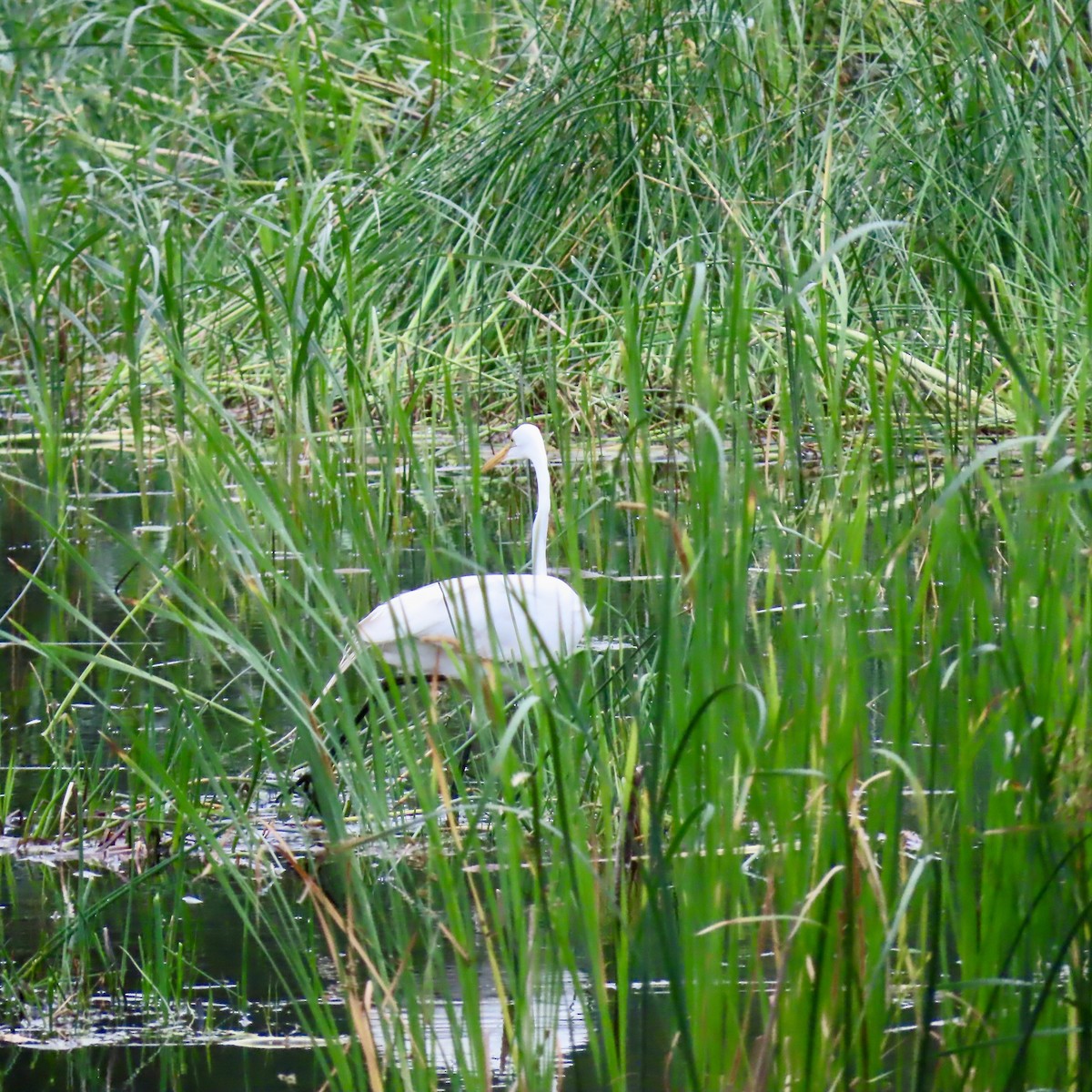 Great Egret - ML620732879