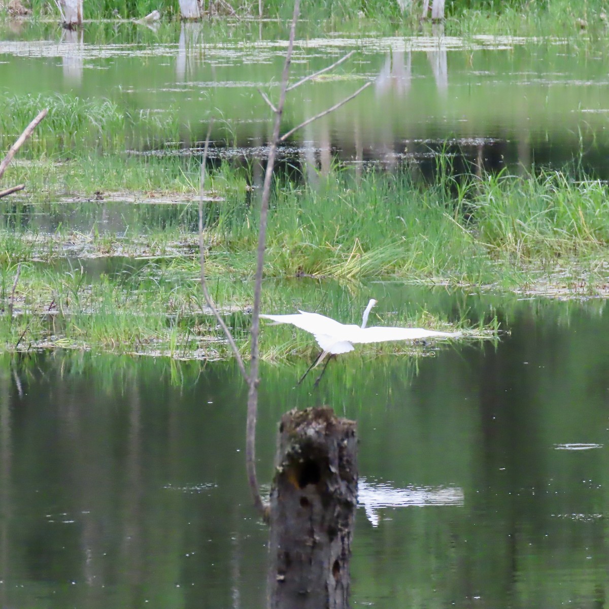 Great Egret - ML620732880