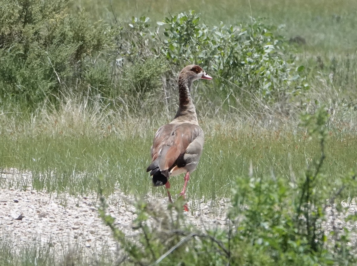 Egyptian Goose - ML620732882