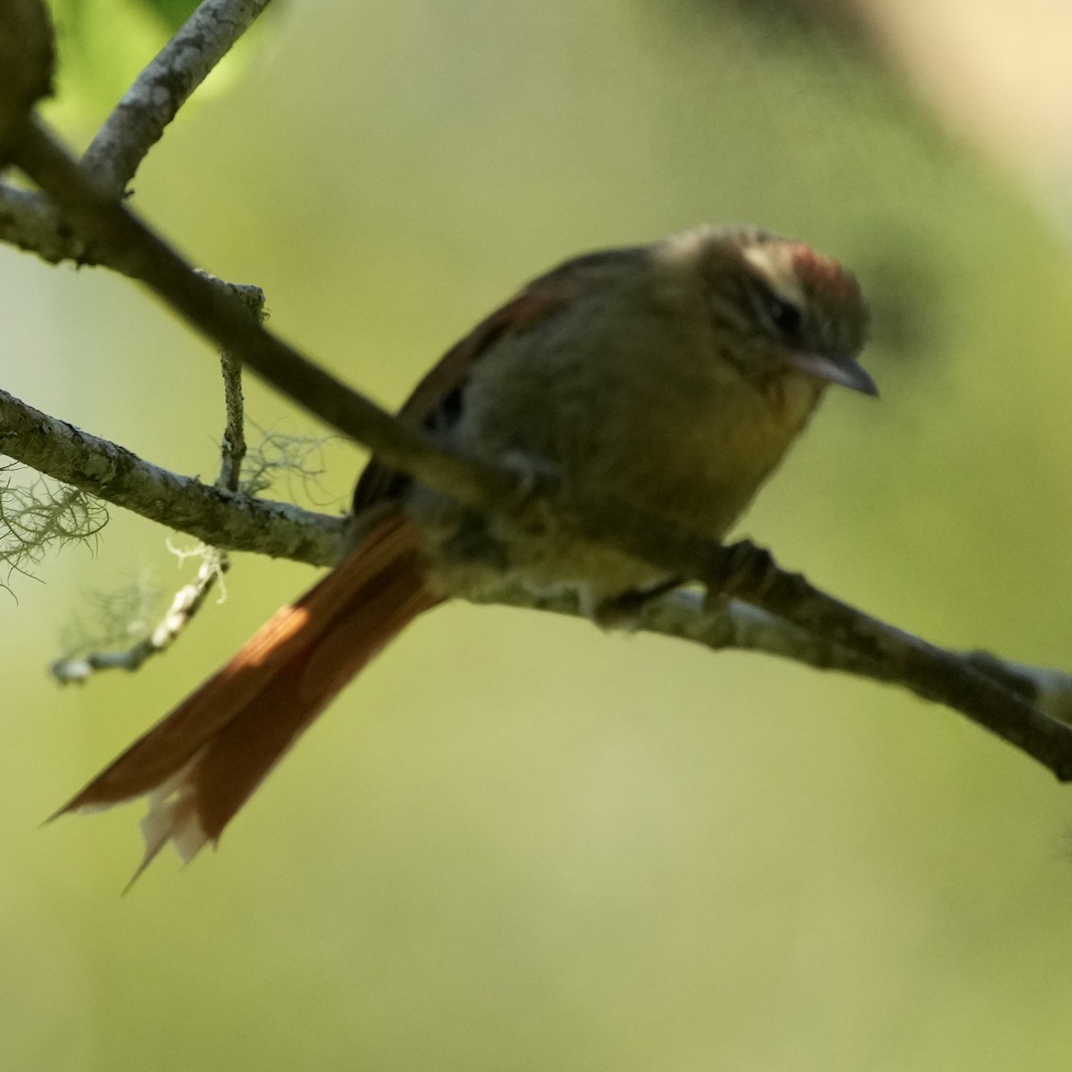 Pallid Spinetail - ML620732884