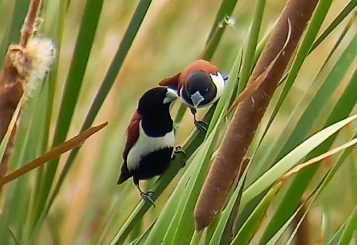 Tricolored Munia - ML620732886