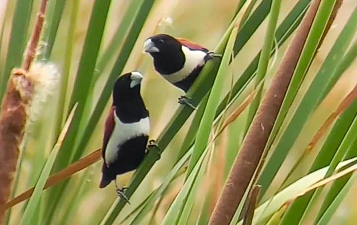 Tricolored Munia - ML620732887