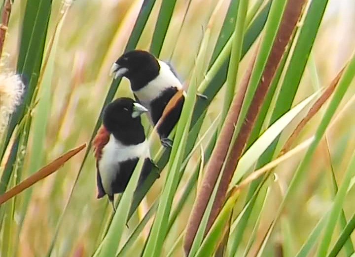 Tricolored Munia - ML620732888