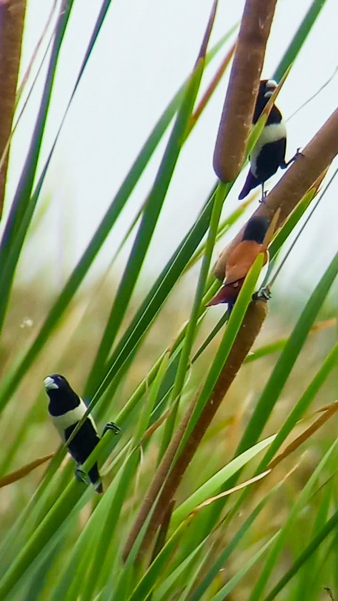 Tricolored Munia - ML620732889