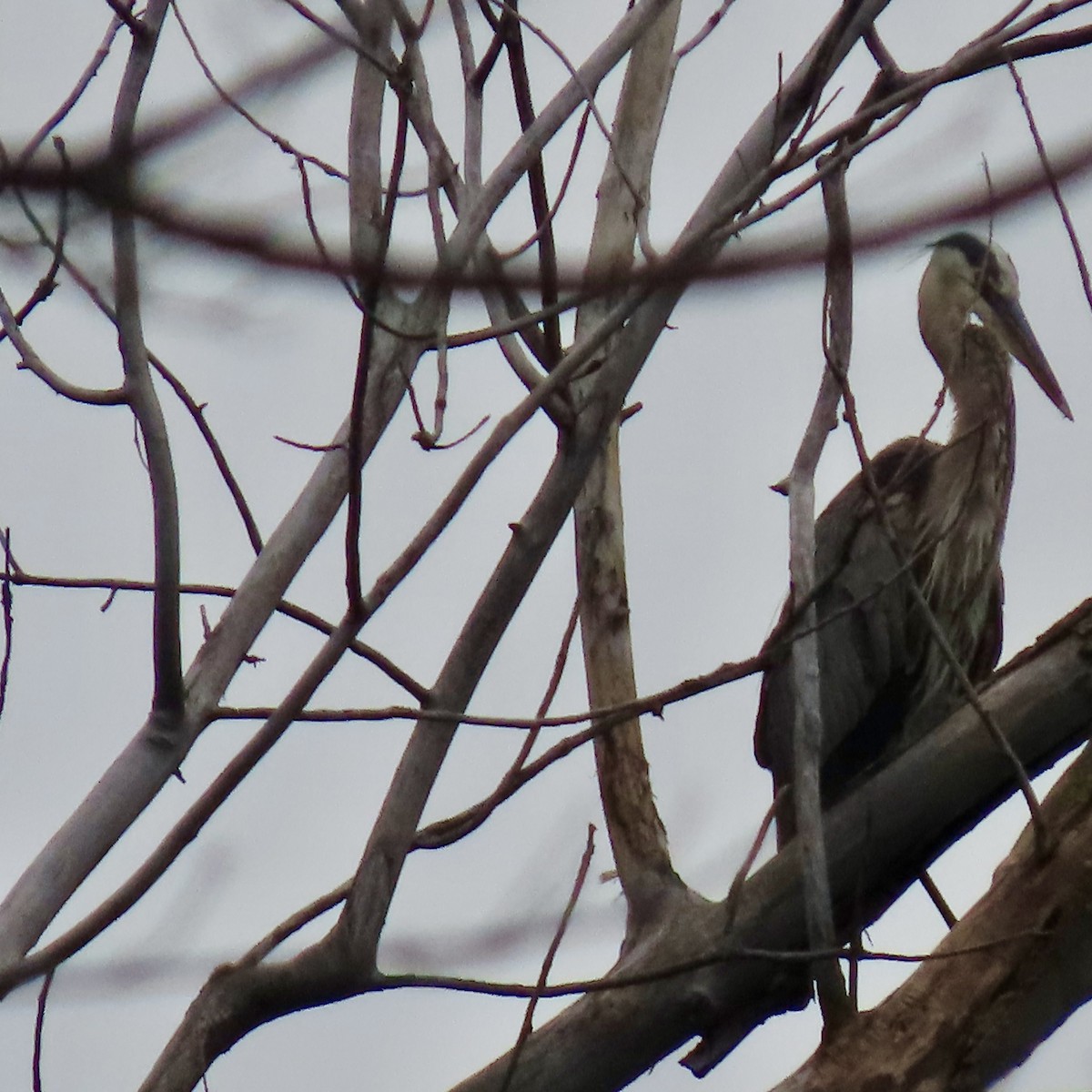 Garza Azulada - ML620732890