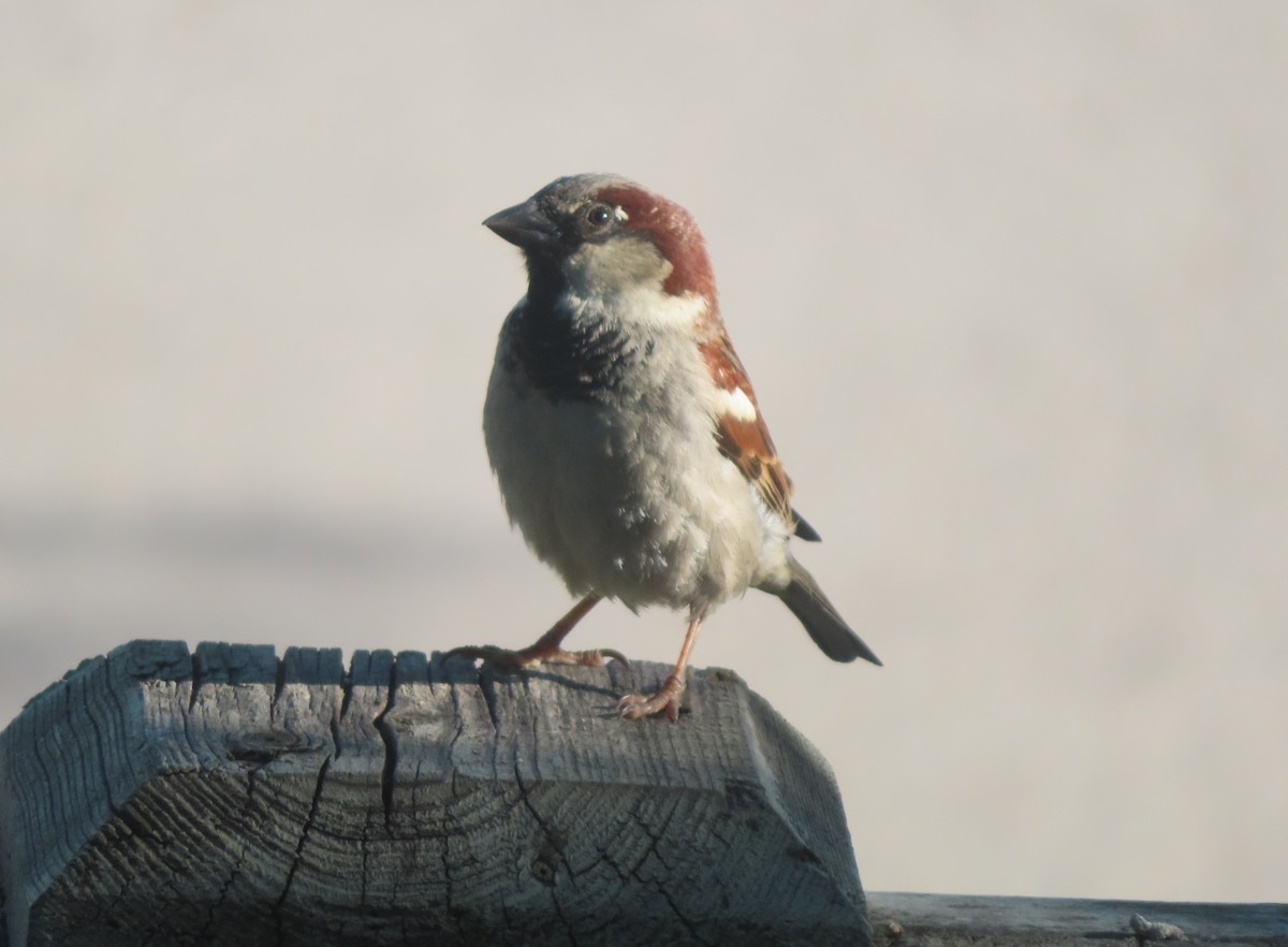 House Sparrow - ML620732892