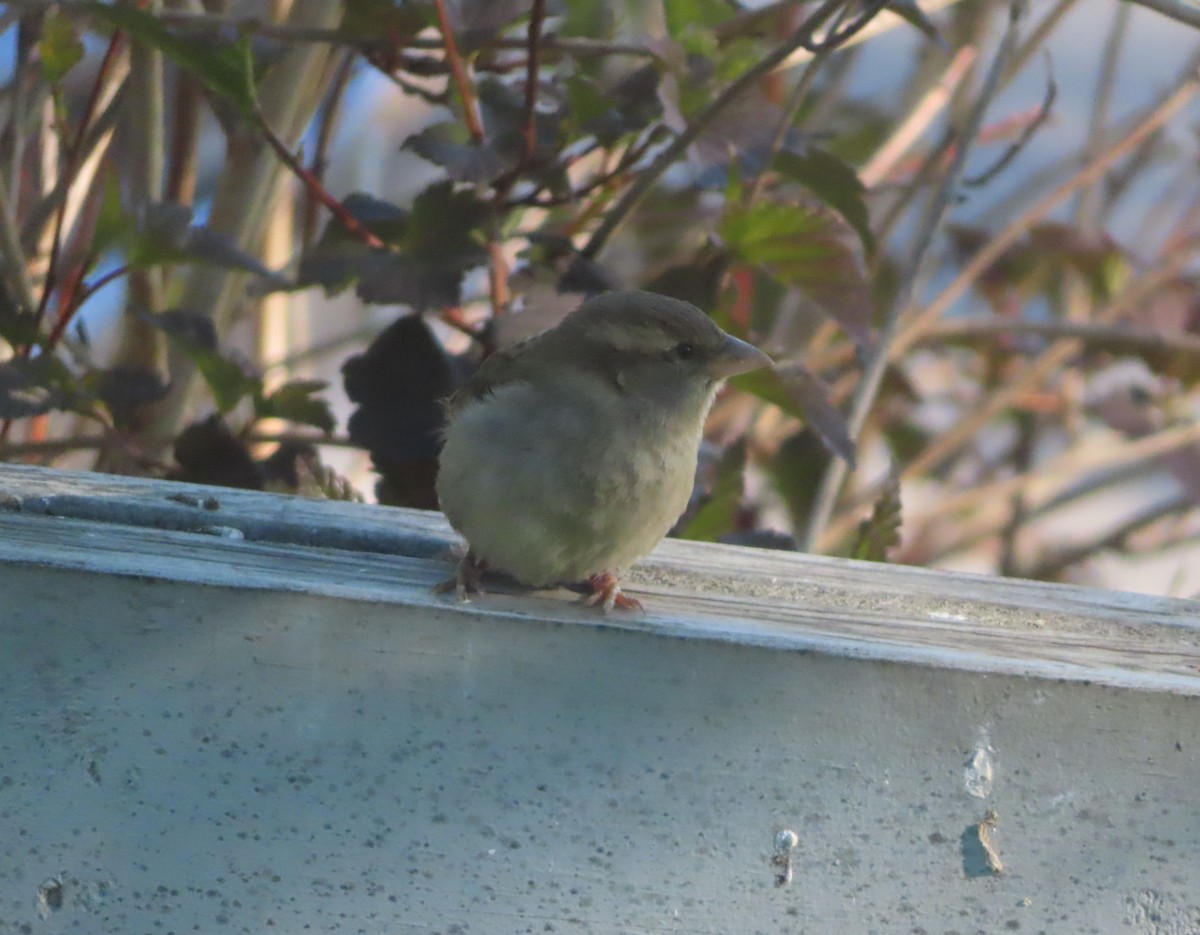 House Sparrow - ML620732894