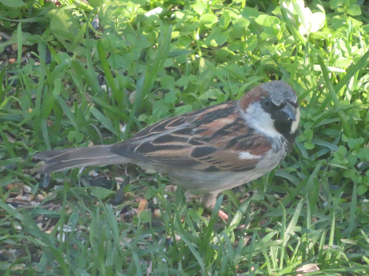 House Sparrow - Violet Kosack