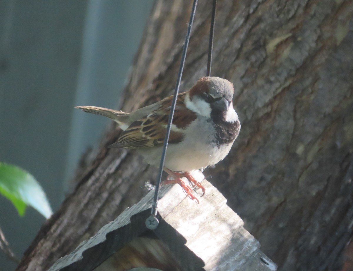 House Sparrow - ML620732899