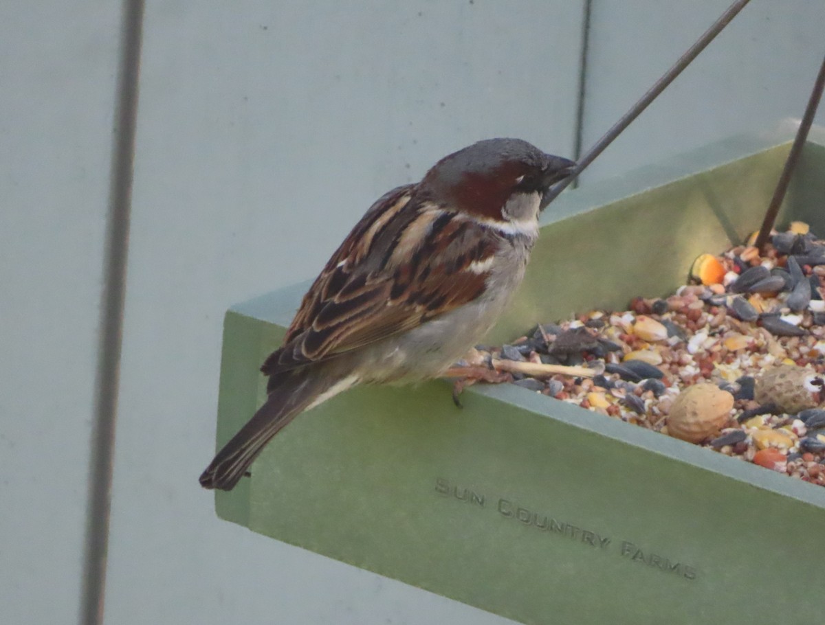 House Sparrow - ML620732900