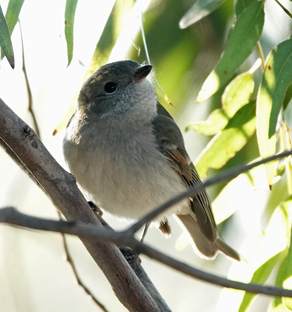 Golden Whistler - ML620732903