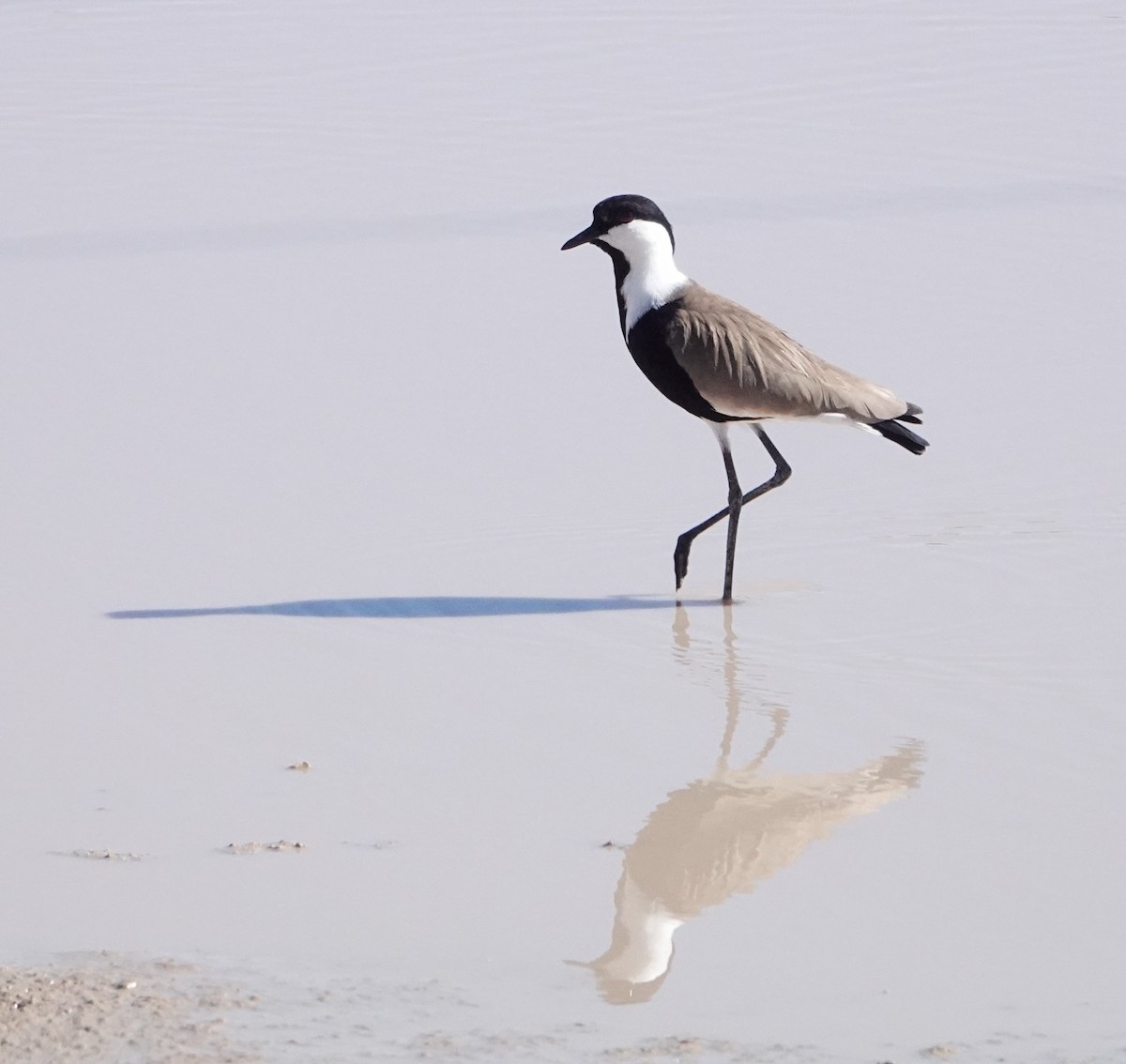 Spur-winged Lapwing - ML620732905