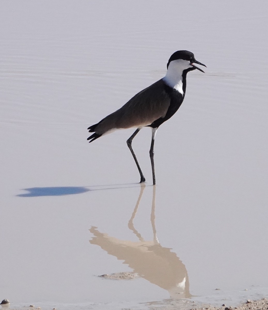 Spur-winged Lapwing - ML620732907