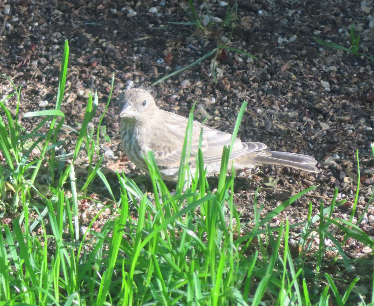 House Finch - ML620732908