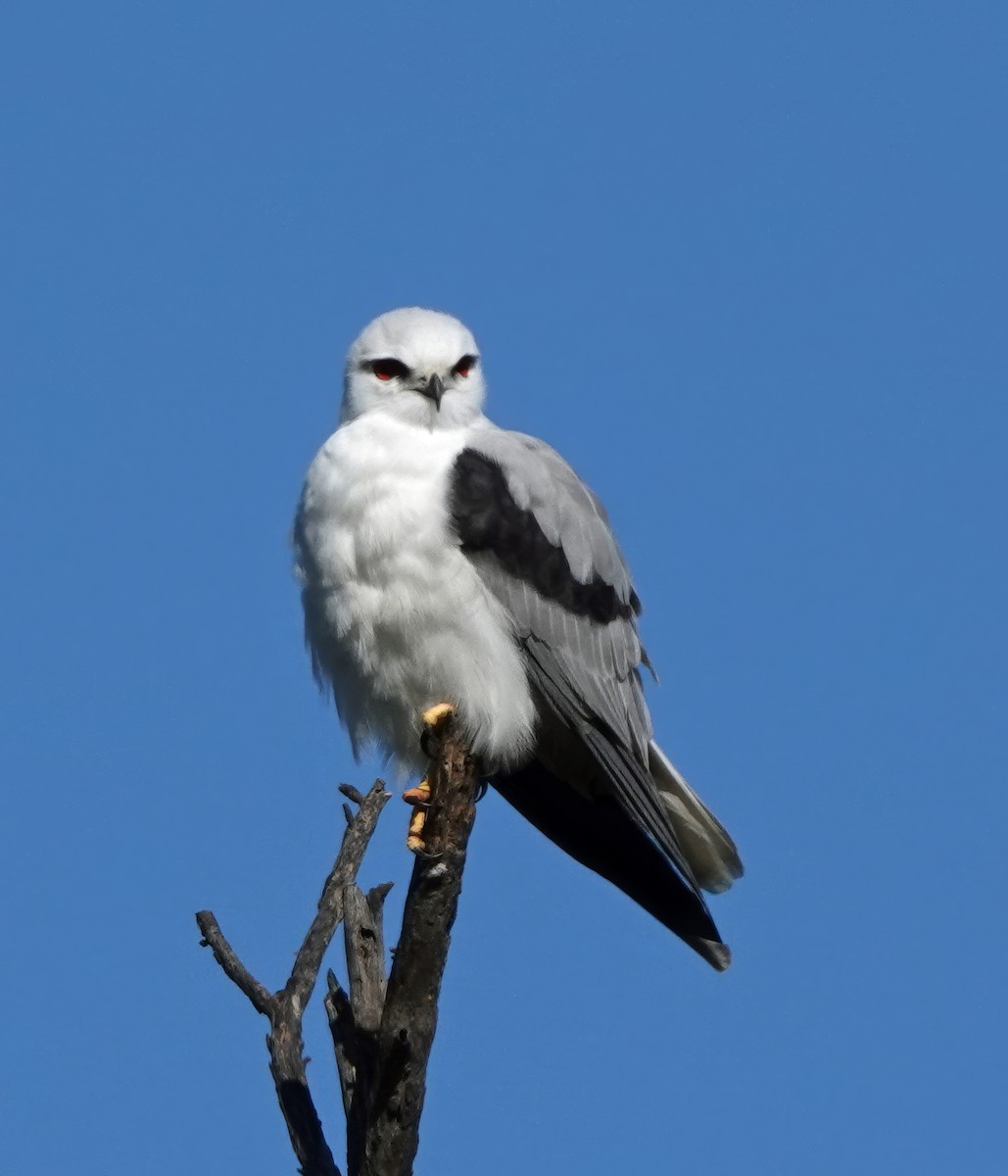 Black-shouldered Kite - ML620732909