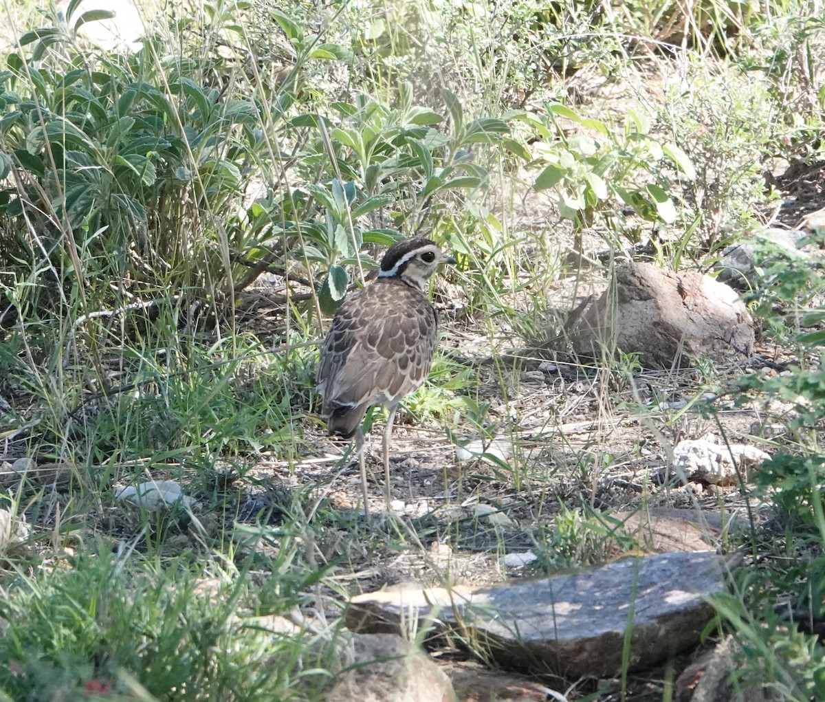 Three-banded Courser - ML620732918
