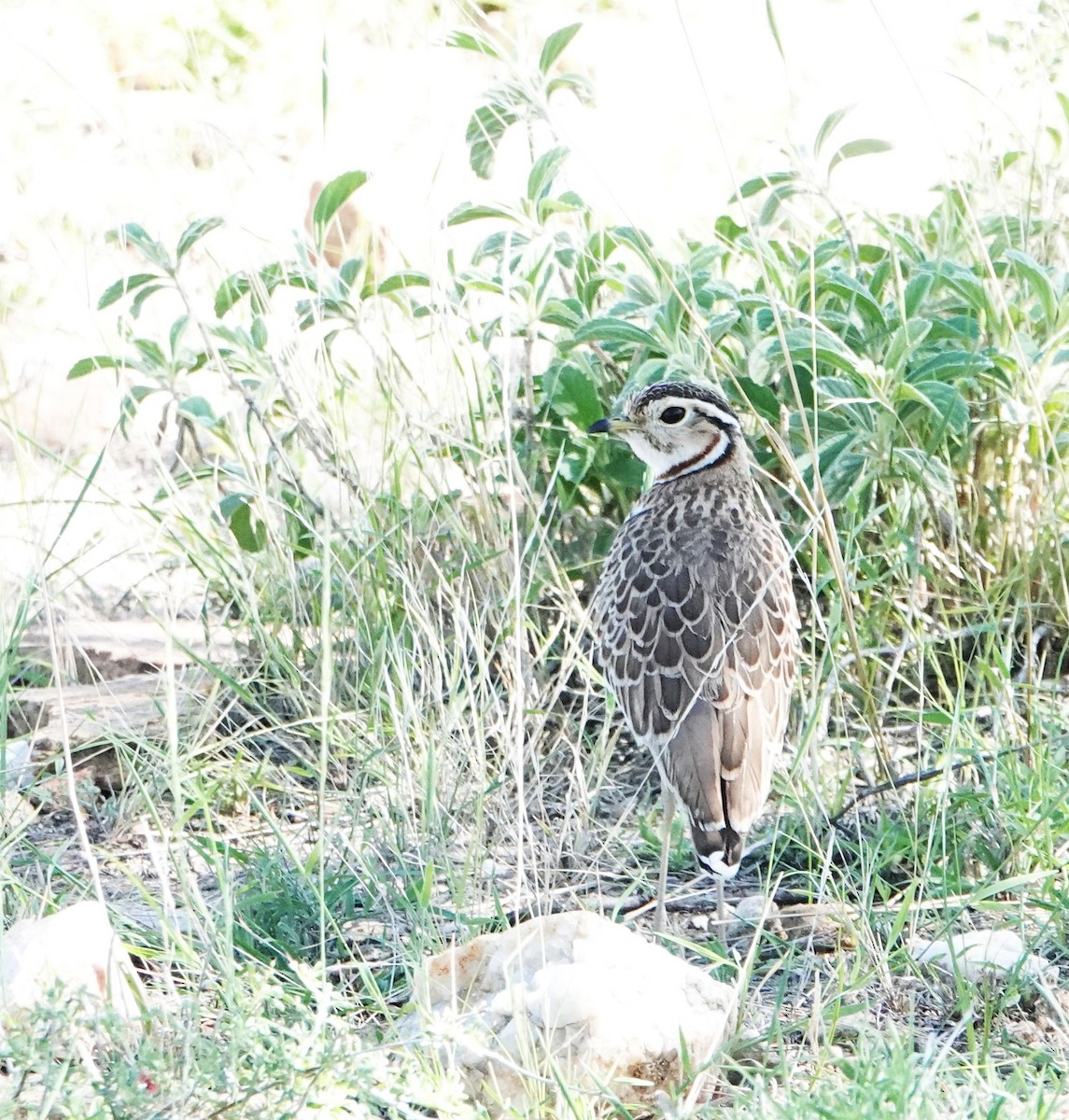 Three-banded Courser - Rich Wilkens