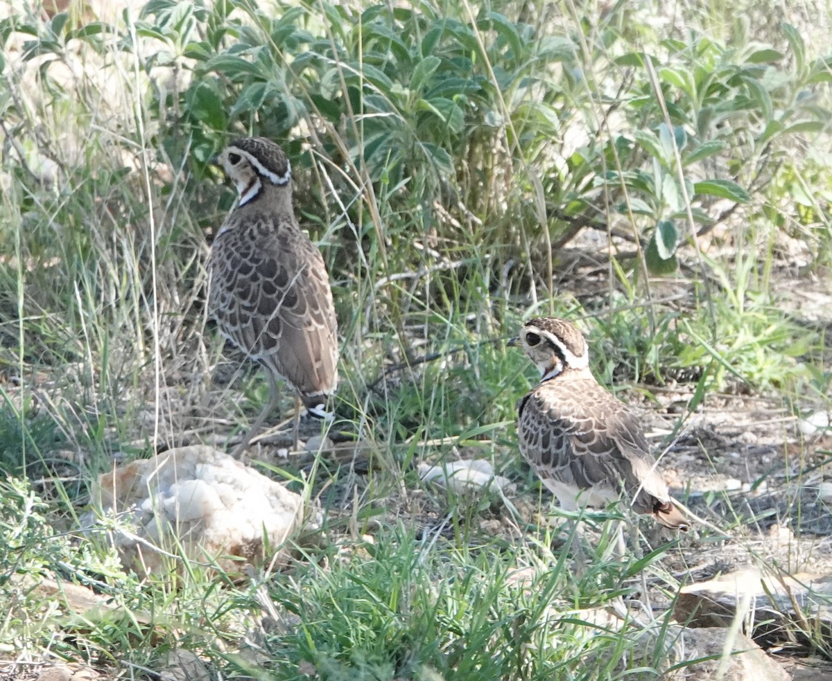 Three-banded Courser - ML620732921