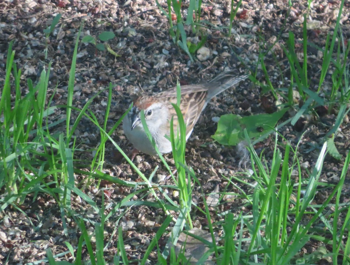 Chipping Sparrow - ML620732922