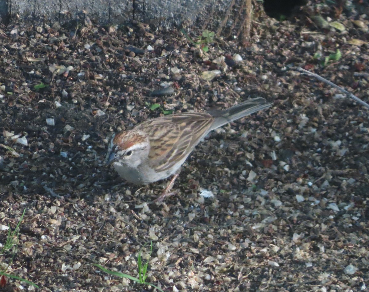 Chipping Sparrow - ML620732926