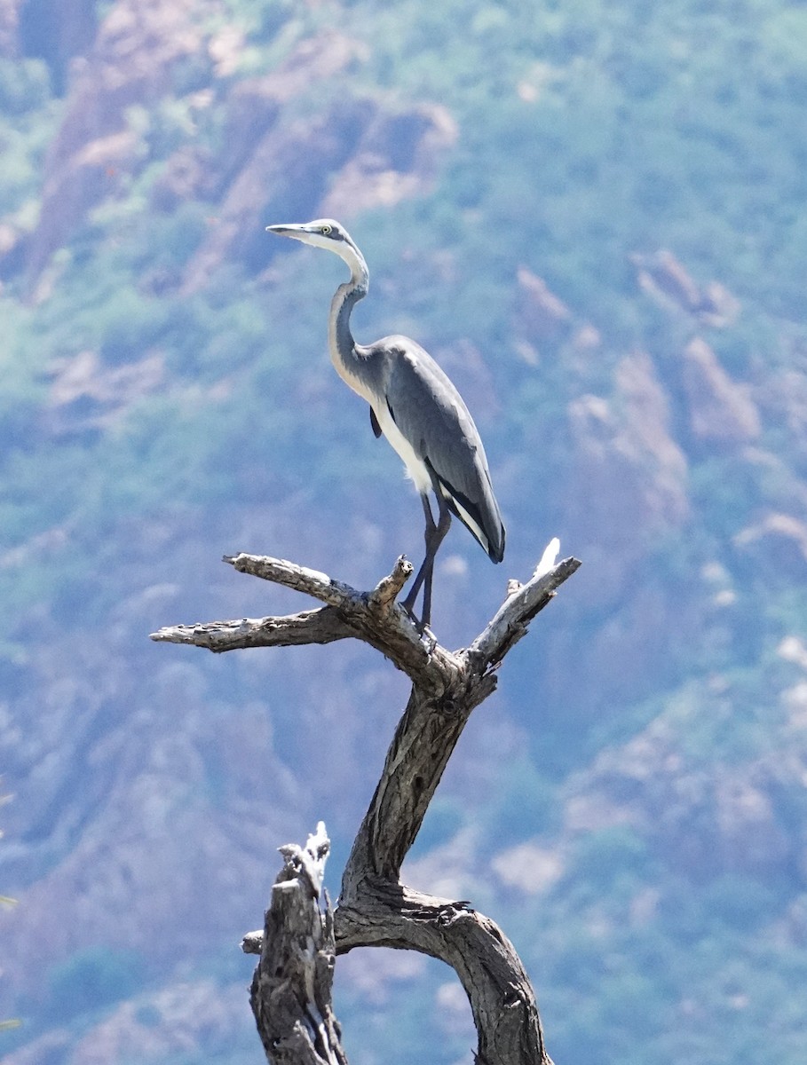 Black-headed Heron - ML620732927