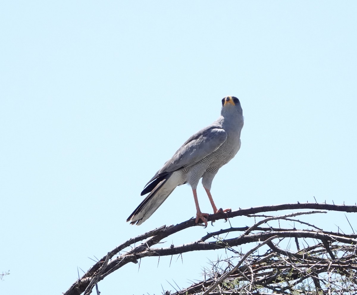 Eastern Chanting-Goshawk - ML620732929