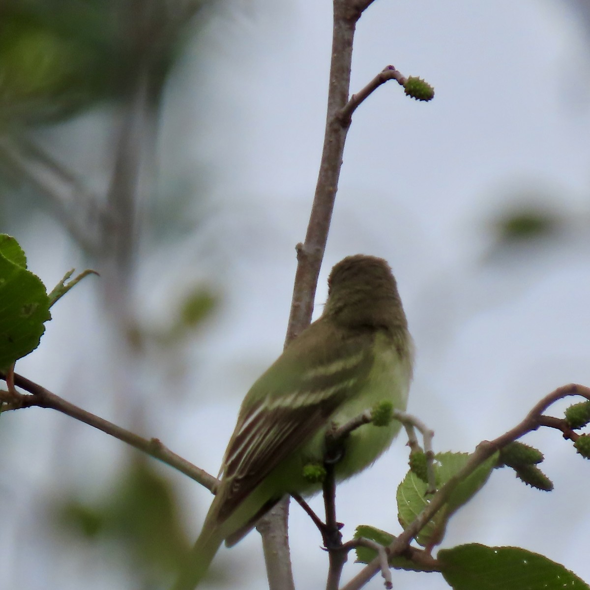 Willow Flycatcher - ML620732935