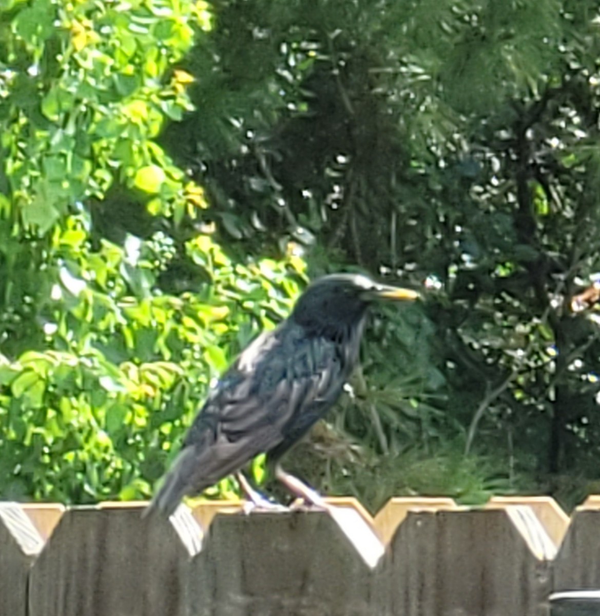 European Starling - ML620732942