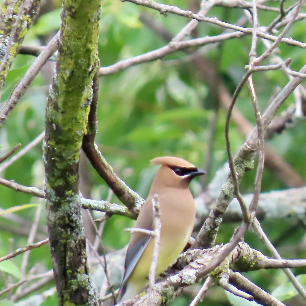 Cedar Waxwing - ML620732944