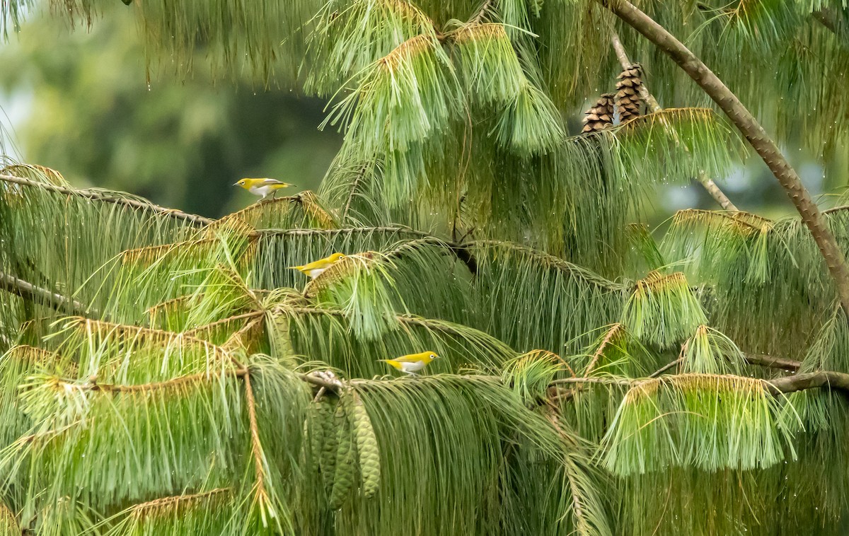 Indian White-eye - ML620732945