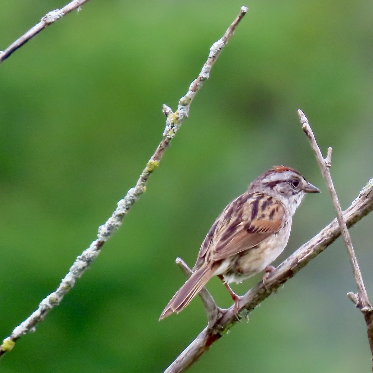 Swamp Sparrow - ML620732946