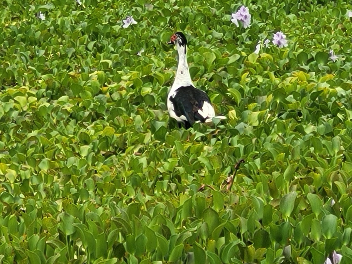 Muscovy Duck (Domestic type) - ML620732947