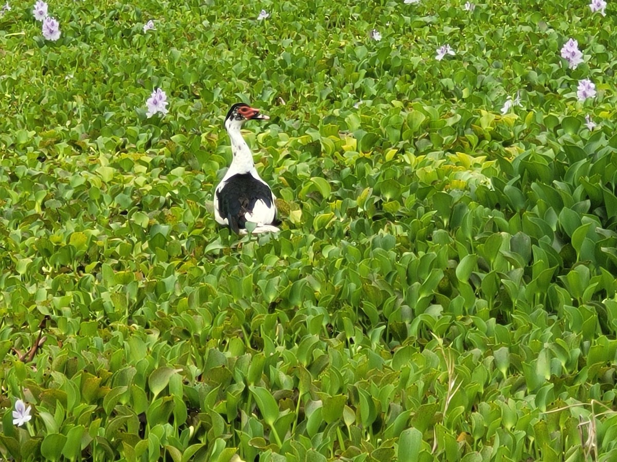 Muscovy Duck (Domestic type) - ML620732948