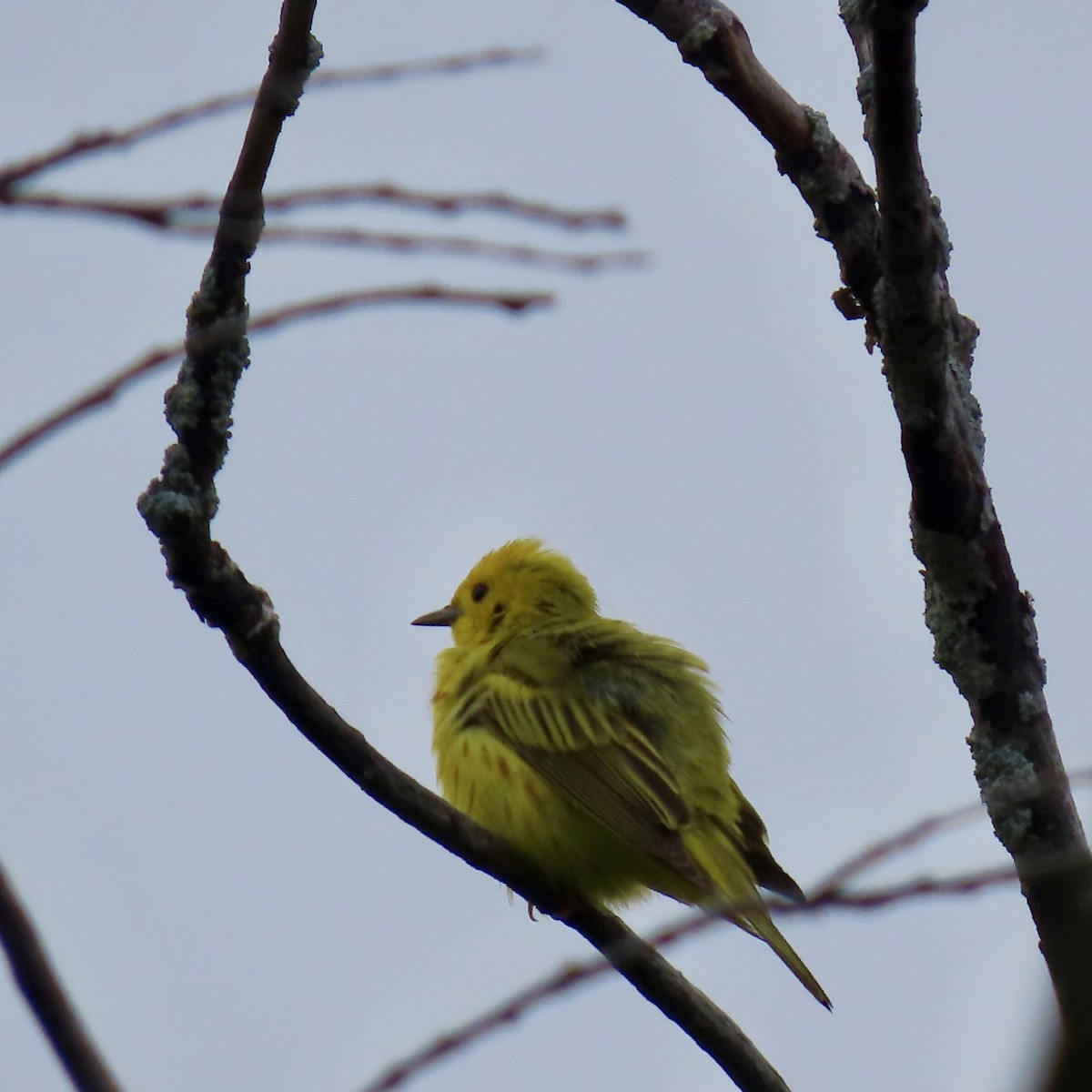 Yellow Warbler - ML620732949