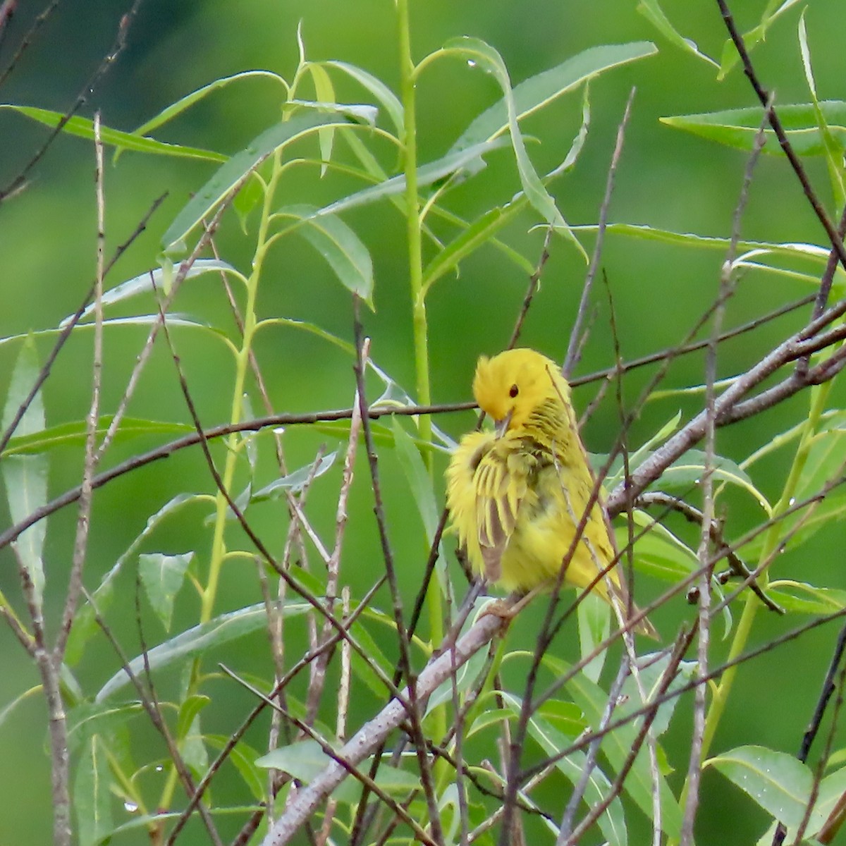 Yellow Warbler - ML620732950